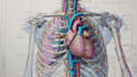 l draw exercise, medical and anatomy illustrations