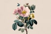 illustrate best botanical illustration