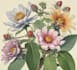 illustrate best botanical illustration