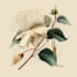 illustrate best botanical illustration