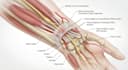 do 3d anatomy figures, scietific and medical  illustration