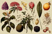 paint digital botanical fruit plants illustration