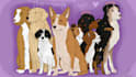 create a custom digital pet portrait