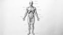 design scientific, medical illustrations or diagrams