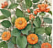 draw a botanical illustration