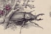 create detailed vintage engraving and etching illustration