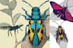 do colour insects illustration