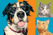 draw your dog cat or any pet into cartoon