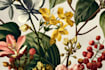 draw animal and botanical illustrations