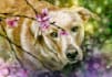 paint your pet with amazing background