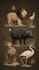 create realistic animal illustration