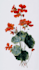 create a beautiful vintage botanical illustration poster