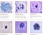build computer vision models for image and video analysis