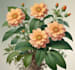 draw a botanical illustration