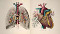 draw anatomy and medical vector illustration