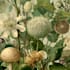 illustrate best botanical illustration