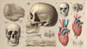 do medical, human anatomy and scientific illustrations