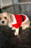 make cute and converting pet ugc content