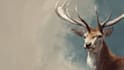 draw animals cartoon illustration