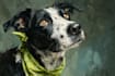 do custom pet portrait, dog portrait, cat portrait