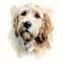 make pet portrait, dog portrait, cat portrait