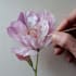 draw a botanical illustration