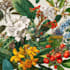 draw a botanical illustration