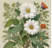 make a beautiful botanical or floral illustration