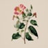 make a beautiful botanical or floral illustration