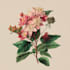 design best botanical illustration