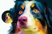 draw your pet into a very amazing vector pop art