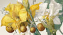 illustrate best botanical illustration