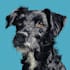 custom pet portrait, dog portrait, cat portrait drawing