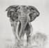 create hyper realistic animal portraits