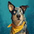 make your pet portrait into cute disney style illustration