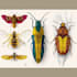 do colour insects illustration