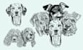 custom vector pet or animal in unique digital line art style