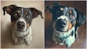 design custom disney pet portrait