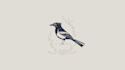design an elegant magpie logo with my creative thinking