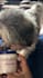 create engaging pet ugc videos for dog products and brands