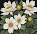 draw a botanical illustration