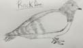draw you a bird