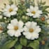 draw botanical and anatomical scientific illustrations