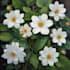 illustrate best botanical illustration
