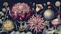illustrate best botanical illustration