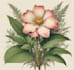illustrate best botanical illustration