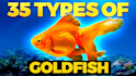 design professional thumbnail for fish niche