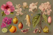illustrate awesome botanical fruit, plant illustration