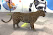 create webar augmented reality experience for your website