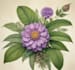 draw a botanical illustration